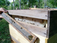 Récolte de la propolis verte par l'apiculteur